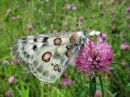 Parnassius_apollo_isoapollo_IMG_0045.jpg