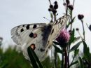 Parnassius_apollo_isoapollo_IMG_6565.jpg