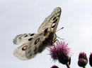 Parnassius_apollo_isoapollo_IMG_6566.jpg