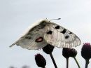 Parnassius_apollo_isoapollo_IMG_6567.jpg