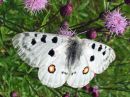 Parnassius_apollo_isoapollo_IMG_6570.jpg