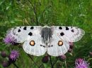 Parnassius_apollo_isoapollo_IMG_6574.jpg