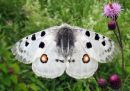 Parnassius_apollo_isoapollo_IMG_6580.jpg