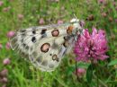 Parnassius_apollo_isoapollo_IMG_6582.jpg