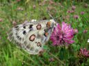 Parnassius_apollo_isoapollo_IMG_6584.jpg