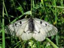 Parnassius_mnemosyne_pikkuapollo_IMG_5134.jpg