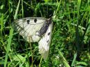 Parnassius_mnemosyne_pikkuapollo_IMG_5136.jpg