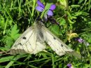 Parnassius_mnemosyne_pikkuapollo_IMG_5147.jpg