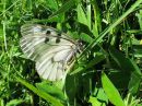 Parnassius_mnemosyne_pikkuapollo_IMG_5148.jpg