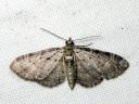 Pasiphila_debiliata_mustikkavahamittari_IMG_0742.JPG