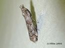 Tiedostonimi=Pempelia_palumbella_nummikoisa_25_8_2017.jpg
Tiedostokoko=38kt
Koko=600x450
Lisätty=16.01.2018 Pempelia_palumbella_nummikoisa_25_8_2017.jpg