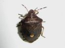 Peribalus_strictus_jaspislude_IMG_1501.JPG