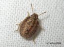 Peribalus_strictus_nymph_jaspislude_nymfi_28_6_2016.JPG