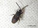 Peritrechus_angusticollis_pamppuharmolude_27_3_2016_28329.JPG