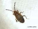 Peritrechus_geniculatus_nymph_ketoharmolude_nymfi_26_7_2017.jpg