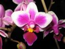 Phalaenopsis_Be_Tris_hybridi_IMG_1066.jpg