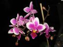 Phalaenopsis_Be_Tris_hybridi_IMG_1067.jpg