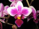 Phalaenopsis_Be_Tris_hybridi_IMG_1068.jpg