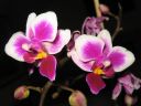 Phalaenopsis_Be_Tris_hybridi_IMG_1413.jpg