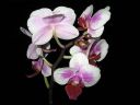 Phalaenopsis_Foliet_ON_20061015_IMG_8398.jpg