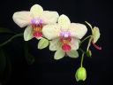 Phalaenopsis_Ilkka1_IMG_1791.jpg