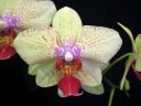Phalaenopsis_Ilkka1_IMG_1792.jpg