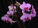 Phalaenopsis_Ilkka2_IMG_1794.jpg