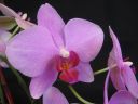 Phalaenopsis_Ilkka2_IMG_1795.jpg