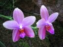 Phalaenopsis_Sweet_Memory_28Liodoro29_PG_20070425_IMG_0336.jpg