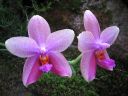 Phalaenopsis_Sweet_Memory_28Liodoro29_PG_20070425_IMG_0337.jpg
