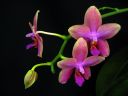 Phalaenopsis_Sweet_Memory_28Liodoro29_PG_20070425_IMG_0644.jpg