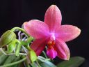 Phalaenopsis_Sweet_Memory_28Liodoro29_PG_20070425_IMG_1254.jpg