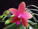 Phalaenopsis_Sweet_Memory_28Liodoro29_PG_20070425_IMG_1256.jpg
