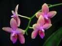 Phalaenopsis_Sweet_Memory_28Liodoro29_PG_20070425_IMG_1796.jpg