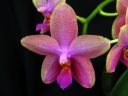 Phalaenopsis_Sweet_Memory_28Liodoro29_PG_20070425_IMG_1797.jpg