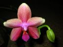 Phalaenopsis_Sweet_Memory_28Liodoro29_PG_20070425_IMG_8718.jpg