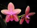 Phalaenopsis_Sweet_Memory_28Liodoro29_PG_20070425_IMG_9261.jpg