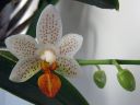 Phalaenopsis__Mini_Mark__IMG_1628.jpg