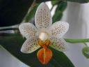 Phalaenopsis__Mini_Mark__IMG_1631.jpg