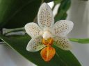 Phalaenopsis__Mini_Mark__IMG_1633.jpg