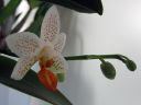 Phalaenopsis__Mini_Mark__IMG_1636.jpg