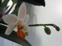 Tiedostonimi=Phalaenopsis__Mini_Mark__IMG_1636.jpg
Tiedostokoko=44kt
Koko=600x450
Lisätty=10.02.2012 Phalaenopsis__Mini_Mark__IMG_1636.jpg