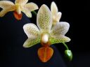 Phalaenopsis__Mini_Mark__KO__220206_IMG_1166.jpg