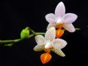 Phalaenopsis__Mini_Mark__YT20100502_IMG_1277.jpg