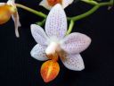 Phalaenopsis__Mini_Mark__YT20100502_IMG_3691.jpg