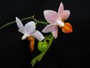 Phalaenopsis__Mini_Mark__YT_20100502_IMG_2390.jpg