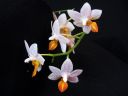 Phalaenopsis__Mini_Mark__YT_20100502_IMG_3282.jpg