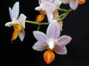 Phalaenopsis__Mini_Mark__YT_20100502_IMG_3283.jpg