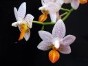 Phalaenopsis__Mini_Mark__YT_20100502_IMG_3284.jpg