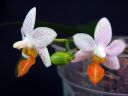 Phalaenopsis__Mini_Mark__YT_20100502_IMG_9100.jpg